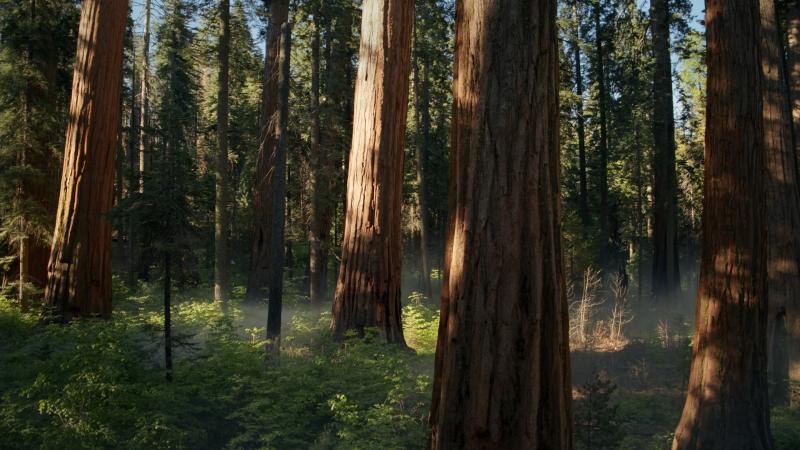 Sequoia Sunrise